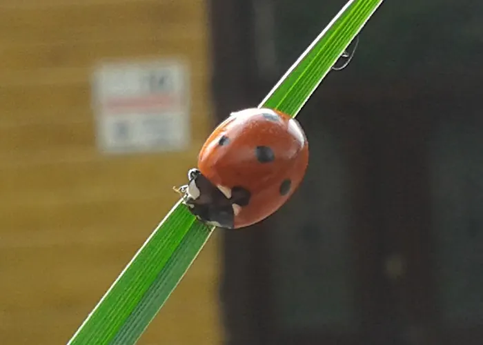 Willa Nimfa Apartamenty Z Aneksami